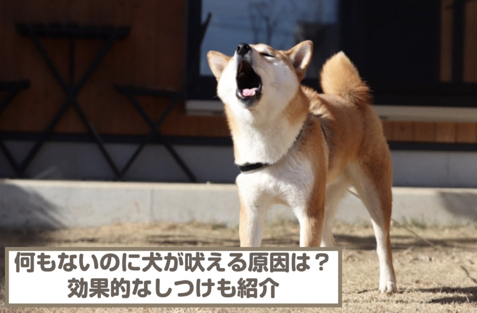 何もないのに突然犬が吠える原因は？効果的なしつけとやってはいけない対策も紹介