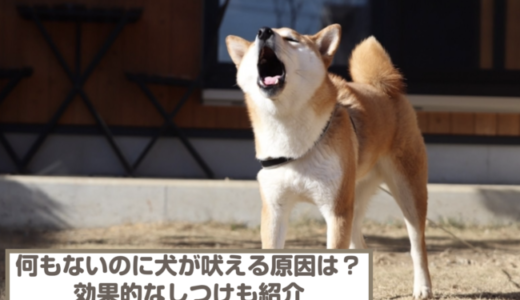 何もないのに突然犬が吠える原因は？効果的なしつけとやってはいけない対策も紹介