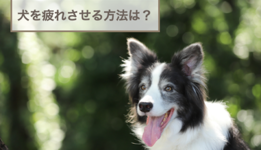 犬を疲れさせる方法は？疲れさせるメリットや注意点などをご紹介！