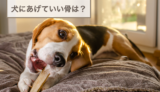 犬にあげていい骨は？与える時の注意点もご紹介