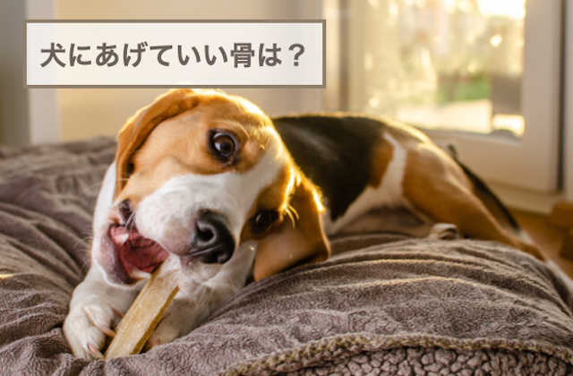 犬にあげていい骨は？与える時の注意点もご紹介