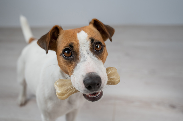 骨をくわえる犬