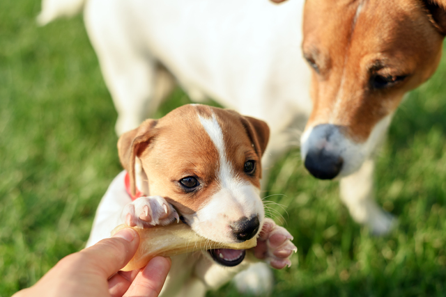 骨をくわえる子犬