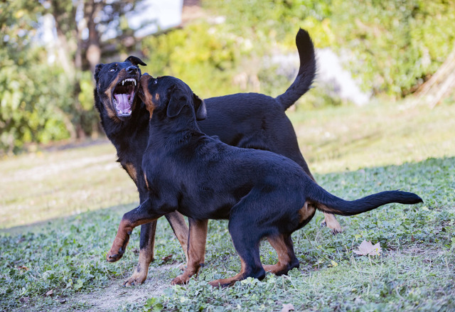 2匹の犬