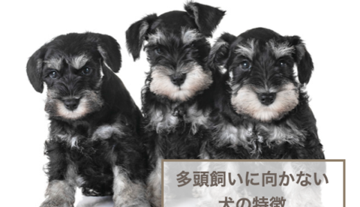 多頭飼いに向かない犬の特徴6選！多頭飼育のメリットデメリットもご紹介