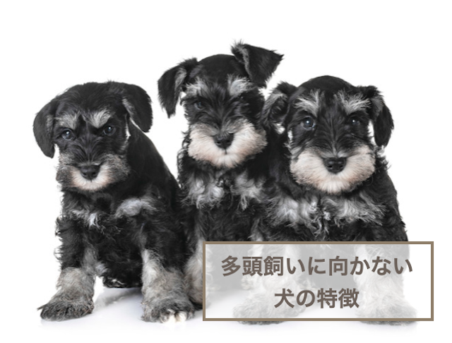 多頭飼いに向かない犬の特徴6選！多頭飼育のメリットデメリットもご紹介