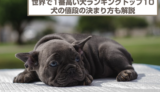 世界で1番高い犬ランキングトップ10！犬の値段の決まり方と日本の高い犬も紹介