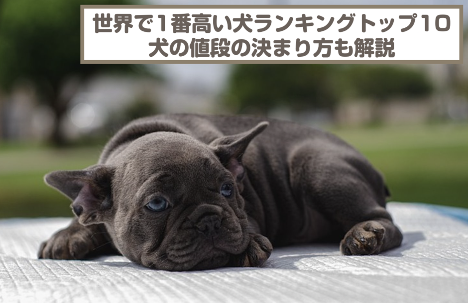 世界で1番高い犬ランキングトップ10！犬の値段の決まり方と日本の高い犬も紹介