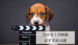 犬映画おすすめ10選！泣ける作品を厳選！