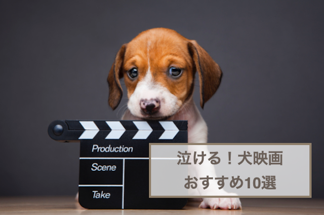 犬映画おすすめ10選！泣ける作品を厳選！