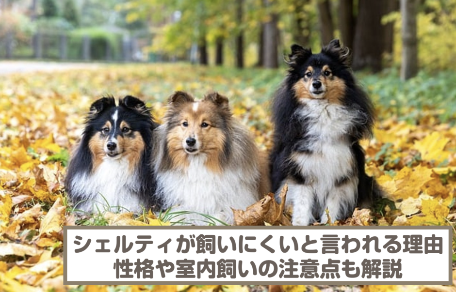 シェルティが飼いにくい犬と言われる4つの理由を紹介！性格や室内で飼う際の注意点も解説