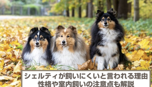 シェルティが飼いにくい犬と言われる4つの理由を紹介！性格や室内で飼う際の注意点も解説