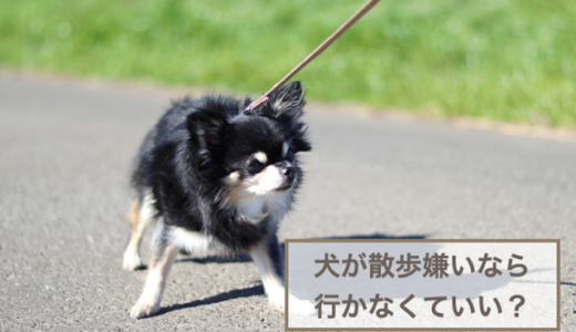 犬が散歩嫌いなら行かなくていい？犬が散歩を嫌がる理由