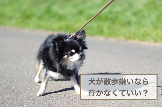 犬が散歩嫌いなら行かなくていい？犬が散歩を嫌がる理由