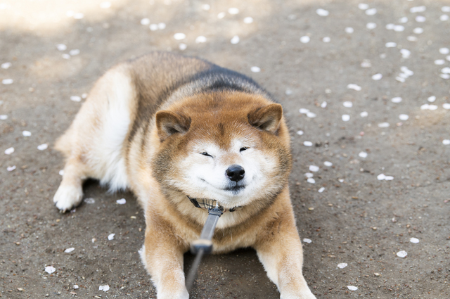 散歩を嫌がる柴犬