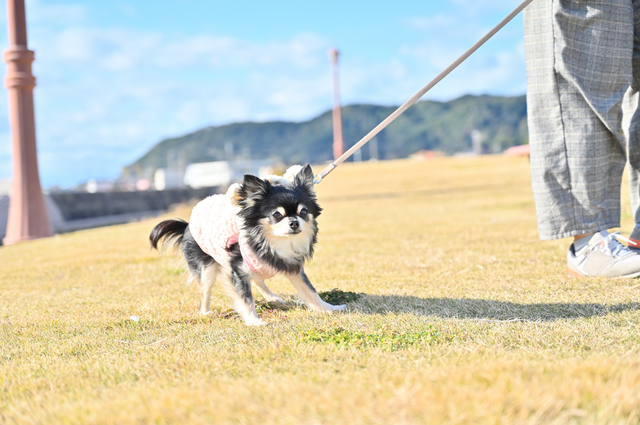 散歩を嫌がる犬