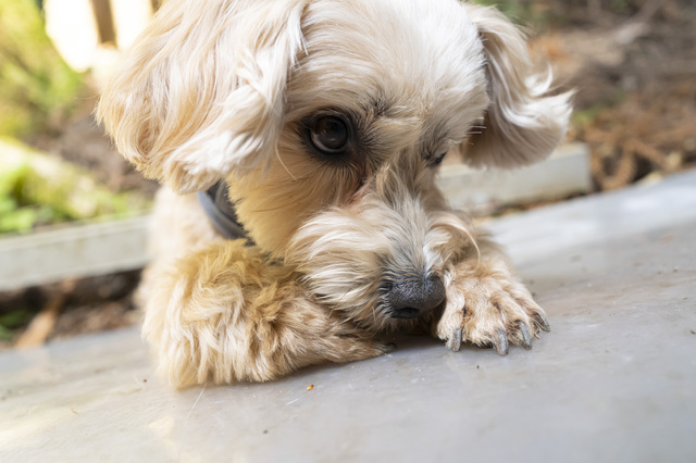 伏せている犬