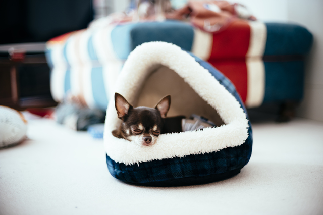 犬用ベッドで寝る犬