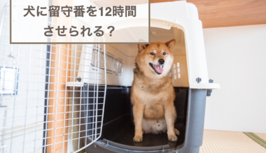 犬に留守番を12時間させられる？犬の留守番時間の目安