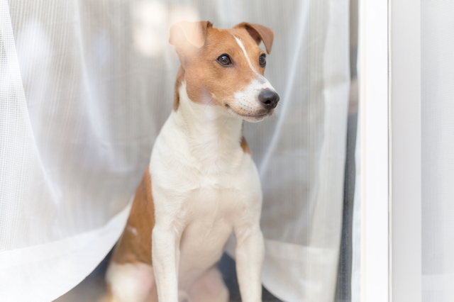 留守番する犬