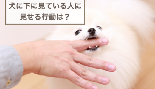 犬に下に見られてる行動は？下に見られることのデメリットも