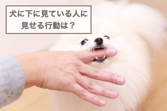 犬に下に見られてる行動は？下に見られることのデメリットも