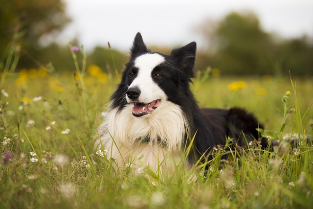 災害救助犬