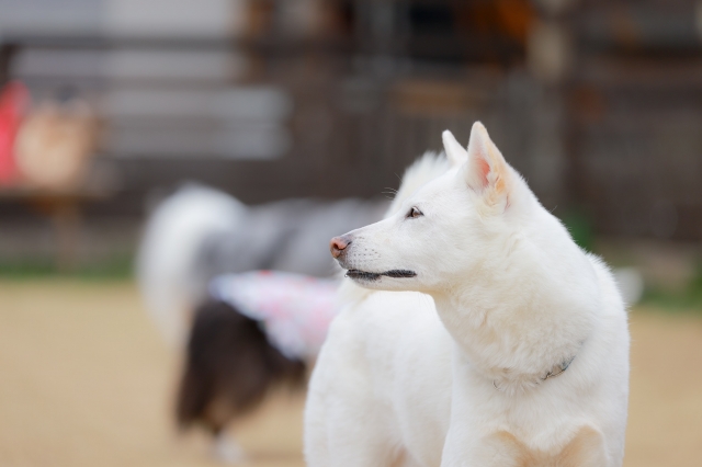 猟犬