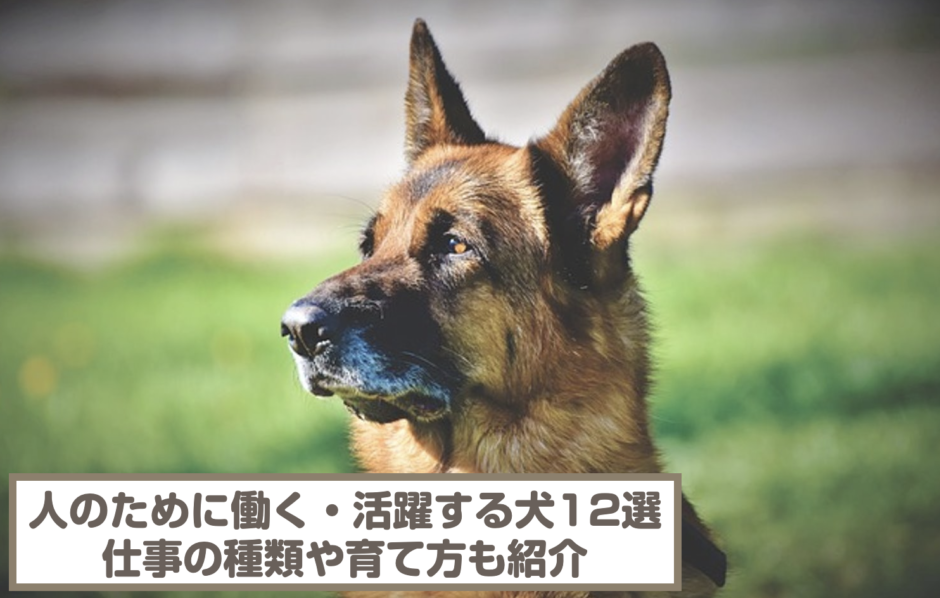 人のために働く・活躍する犬12選！仕事の種類や育て方も紹介！