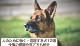 人のために働く・活躍する犬12選！仕事の種類や育て方も紹介！