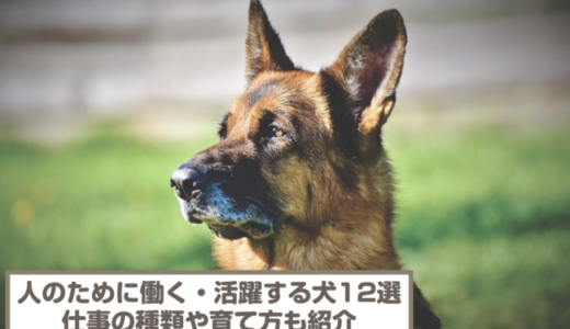 人のために働く・活躍する犬12選！仕事の種類や育て方も紹介！