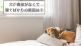 犬が食欲がない状態で寝てばかりの原因は？対処法もご紹介