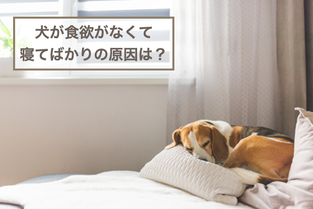 犬が食欲がない状態で寝てばかりの原因は？対処法もご紹介