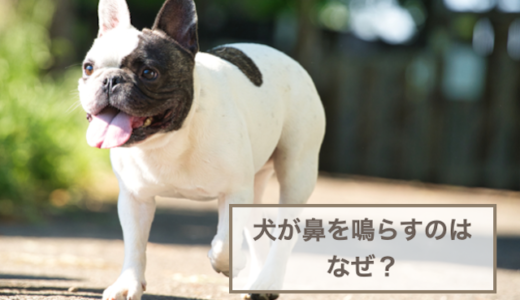 犬が鼻を鳴らすのはなぜ？鼻を鳴らす音から判断する嬉しい・甘えたいなどの犬の気持ち