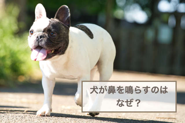 犬が鼻を鳴らすのはなぜ？鼻を鳴らす音から判断する嬉しい・甘えたいなどの犬の気持ち