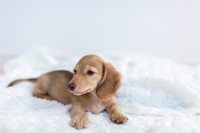 ダックスフンドの子犬