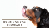 犬が口をくちゃくちゃさせる理由は？犬の特徴や対処法などもご紹介