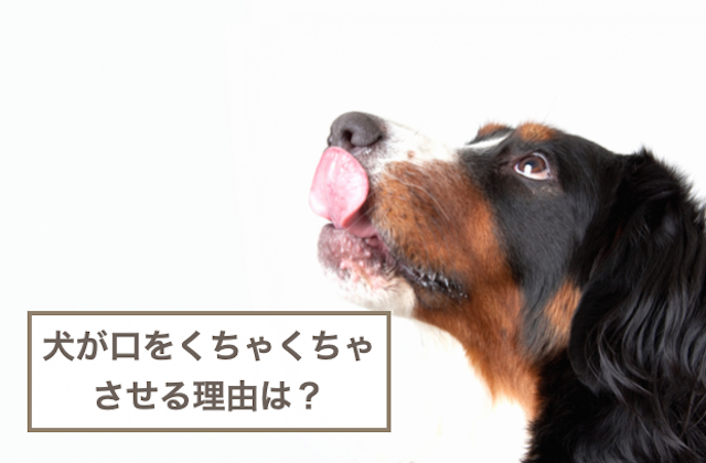 犬が口をくちゃくちゃさせる理由は？犬の特徴や対処法などもご紹介