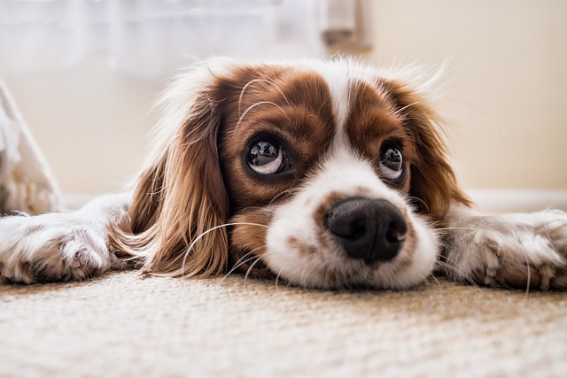 耳が垂れている犬によくある病気