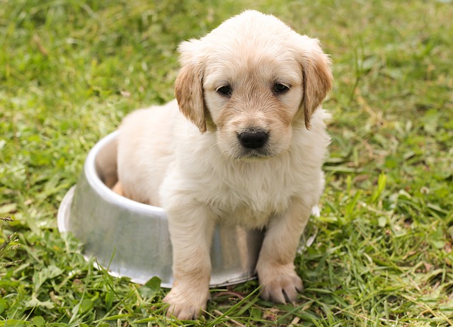 垂れ耳の犬が誕生した理由