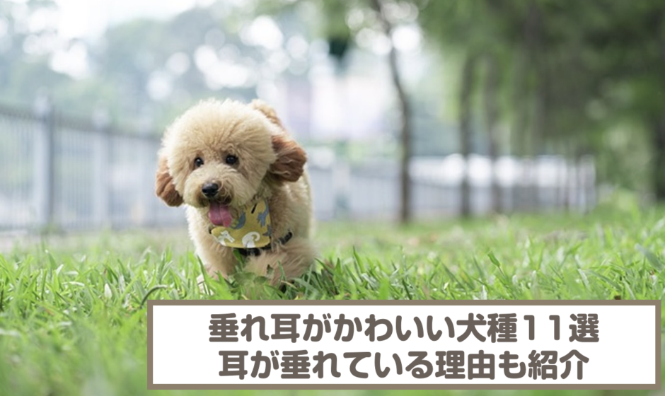 垂れ耳がかわいい犬種11選！耳が垂れている理由と飼う際の注意点も紹介！