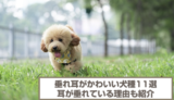 垂れ耳がかわいい犬種11選！耳が垂れている理由と飼う際の注意点も紹介！