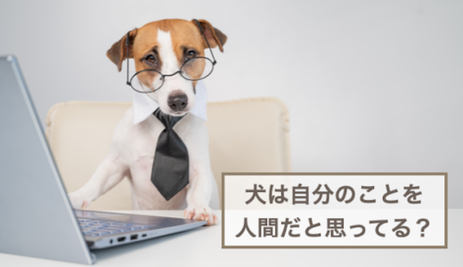 犬は自分のことを人間だと思ってる？人間のように見える行動