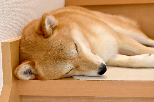 犬が快適に眠れる場所