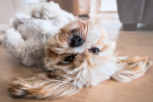 犬がすぐに起きる理由