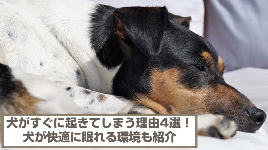 犬がすぐに起きてしまう理由4選！対処法や犬が快適に眠れる環境も紹介！