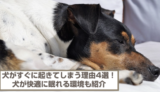 犬がすぐに起きてしまう理由4選！対処法や犬が快適に眠れる環境も紹介！