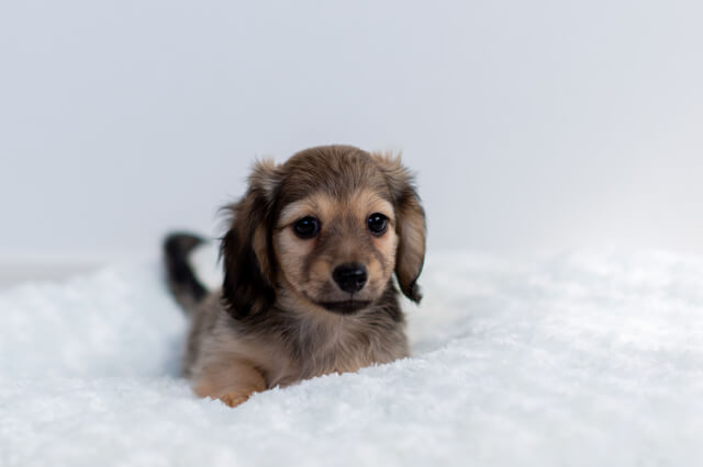 こっちを見るダックスフンドの子犬