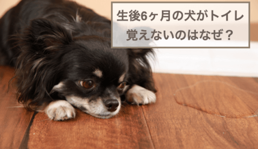 生後6ヶ月の犬がトイレ覚えないのはなぜ？トイレトレーニングのコツもご紹介！