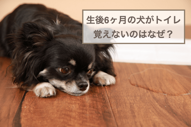 生後6ヶ月の犬がトイレ覚えないのはなぜ？トイレトレーニングのコツもご紹介！